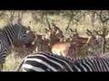 African Safari Amazing Wildlife Kenya Earthwatch