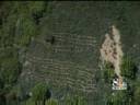 Record Numbers Of Pot Plants Seized