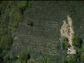 Record Numbers Of Pot Plants Seized