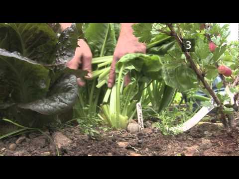 how to harvest spinach