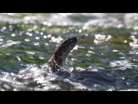 YouTube reptile video