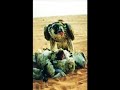 نابت بن حسن بن شجاع الحقباني الدوسري - الدواسر