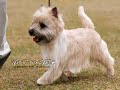 CairnTerrier M&R DEKO STORY 1995-2008