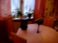 Eine Wohnung voller Uhren Part1 :-)