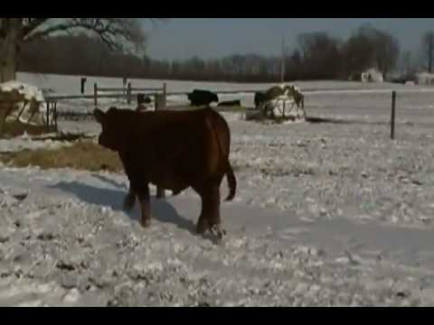 BODaciousX - Bodacious x Simmi Angus.