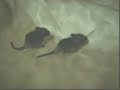 Baby Degus Playing 2 Days Old Newborn Pups Cute Animals Baby Degus Playing 2 Days Old Newborn Pups Cute Animals