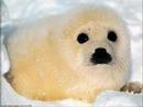 no pellicce!!!