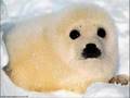 no pellicce!!!