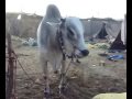 Super high way cow mandi.