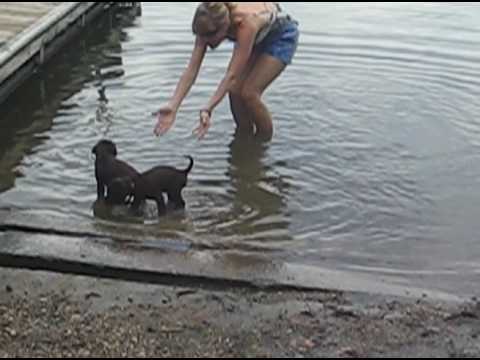Chocolate lab puppies first time swimming!