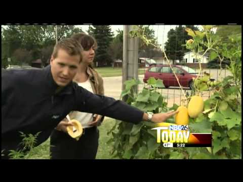 how to dry squash seeds to plant