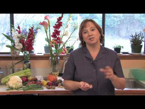 how to harvest dry beans