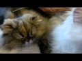 12 06 25 MORE Gypsy Rose