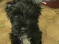 videos de Ozzy having fun