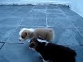 Cliquez pour voir la vid�o