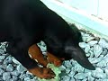 My Doberman Nero shredding my car wash sponge.