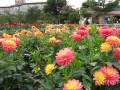 川西ダリヤ園