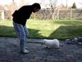 Samojed puppy