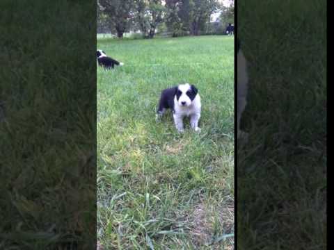 What a stud! Border Collie Male