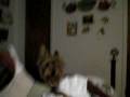 videos de My CRAZY dog!!