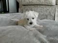 Snow (Westie / Maltese X) throwing up a temper