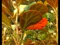 videos de Seeds Season 1 Cutdown