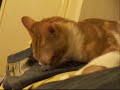 KITTEN (PART III)