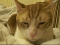 KITTEN (PART III)