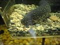 Paradoxa Paradoxa