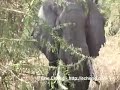 Elephant Fart, Lake Manyara National Park, Tanzania