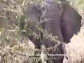 Elephant Fart, Lake Manyara National Park, Tanzania