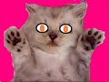 Dancing cat I made myself. HILARIOUS! =P