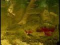 FEEDING PIRANHAS UNDERWATER IN THEIR NATURAL HABITAT