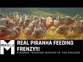 FEEDING PIRANHAS UNDERWATER IN THEIR NATURAL HABITAT