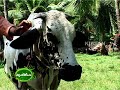 Success story of an enterprising young dairy farmer