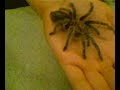 Grammostola Rosea