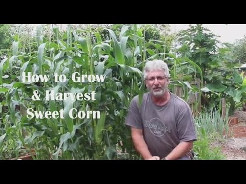 how to collect sweet corn seeds