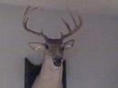 Mounted Deer Gives Howie Mandel Video Blog