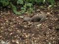 California Ground Squirrel Ethogram