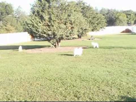 Jerzey and friends.wmv