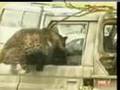 Animal Anarchy: When Animals Attack