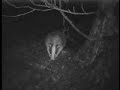 Badger foraging