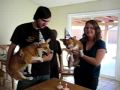 Corgis 1st birthday!