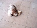 Shih Tzu puppy Lacey running around crazy and attacking furby