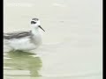 Birds defy gravity to feed Birds defy gravity to feed