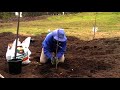 Planting a Fig Tree
