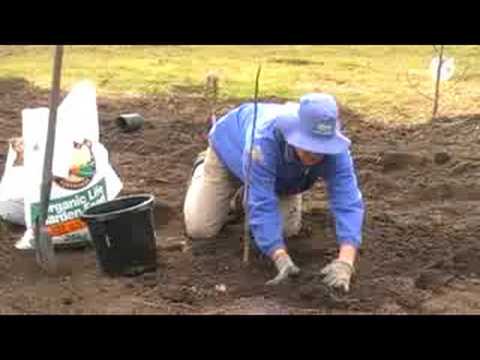 how to replant a fig tree