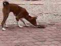 Basenji