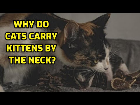 Why Do Mother Cats Scruff Their Kittens?