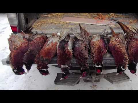 how to skin a pheasant quickly